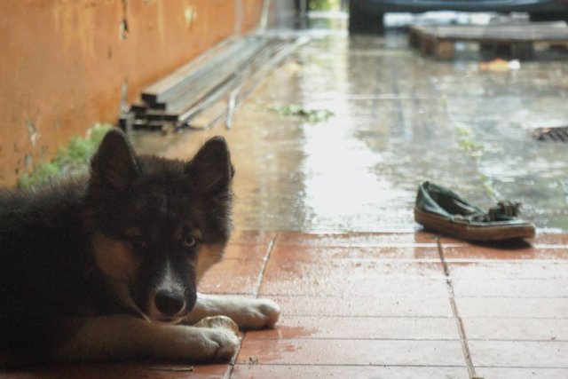 barto y la lluvia.jpg