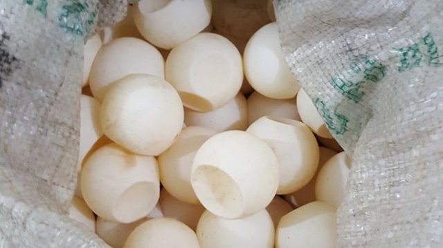 telur-penyu-aceh-singkil_20180126_145411.jpg