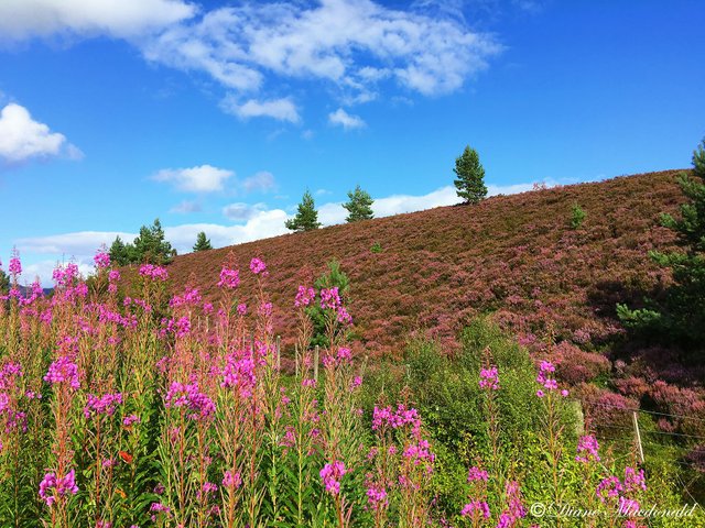 Rosebay Willow Herb Heather Scotland.jpg