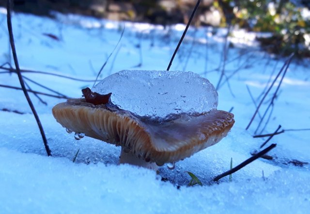 Mushroom in the snow.jpg