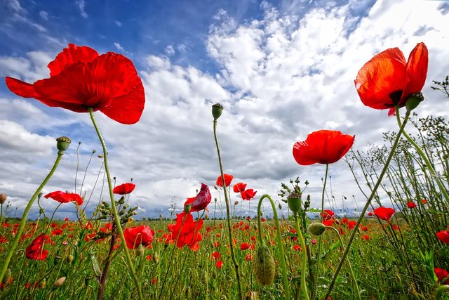 poppy-2989645_960_720.jpg