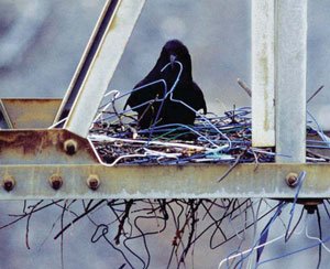 crow hanger.jpg