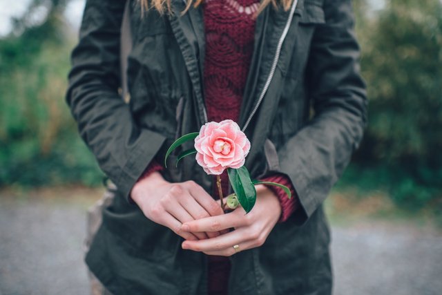 flower_gift_girl_hands_love_present_rose_woman-936297.jpg