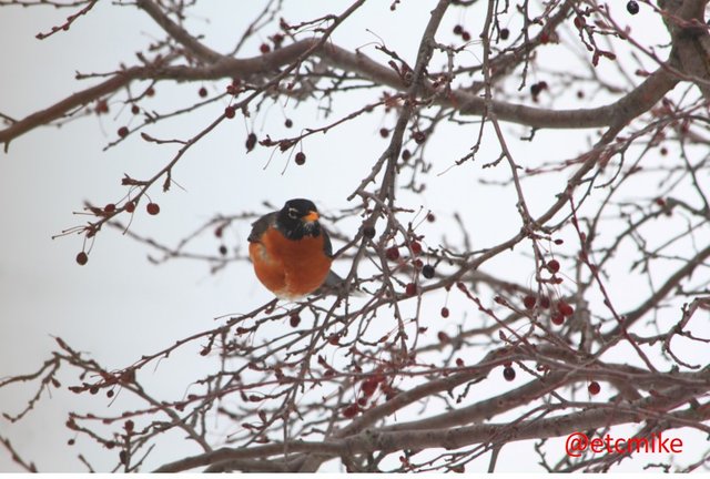 April-snowstorm-American-Robin-April15-03.JPG