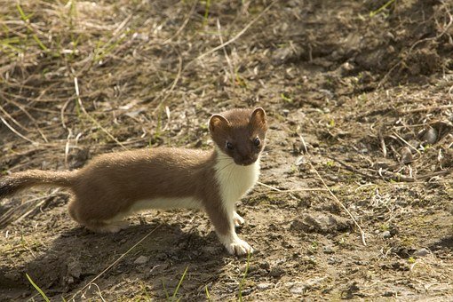 short-tailed-weasel-86619__340.jpg