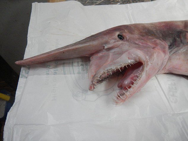 Goblin_shark.jpg