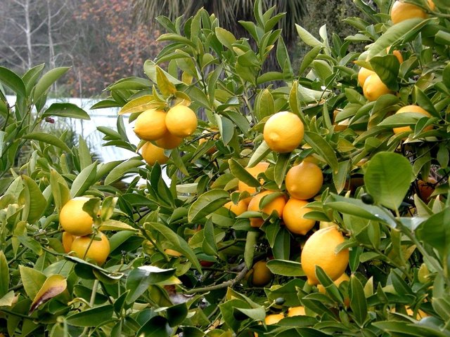 Lemon_tree_.jpg