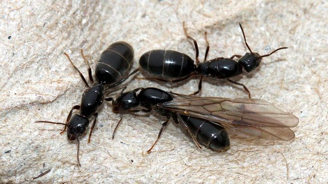 Camponotus sp 3 2017-10-14.jpg