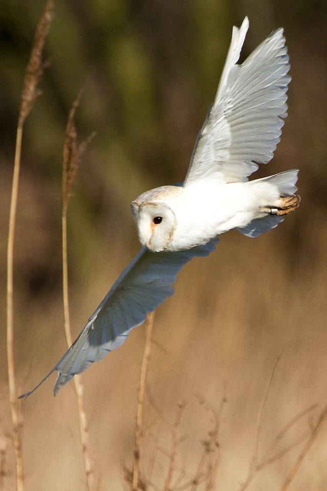 Barn Owl_9636.jpg