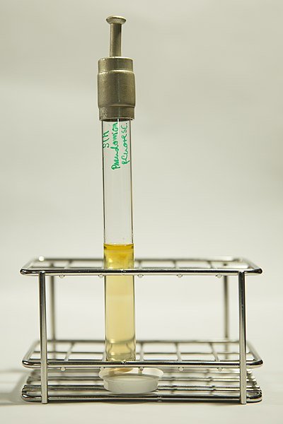 400px-Pseudomonas_fluorescens_in_SIM_agar_12.jpg