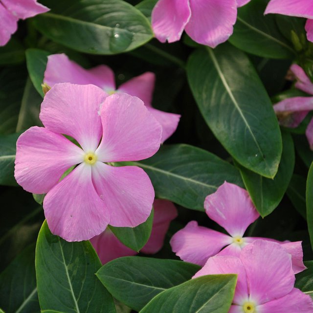 vinca-flower.jpg