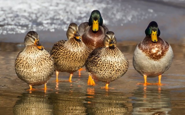 White and Brown Wild Duck on Water.jpeg