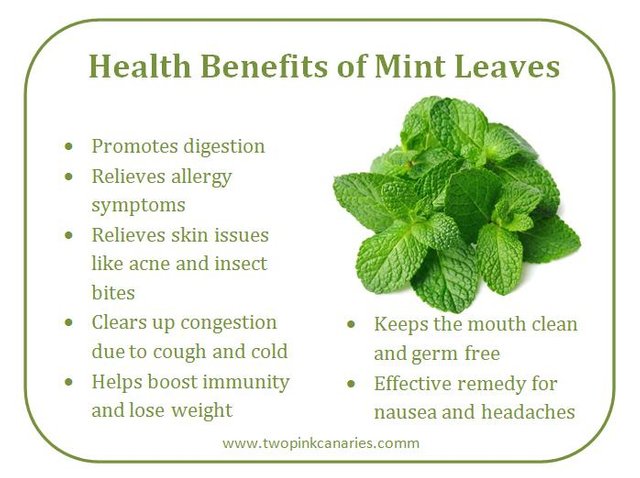 8 Reasons for Losing Interest in Work - Smell the Mint Leaves