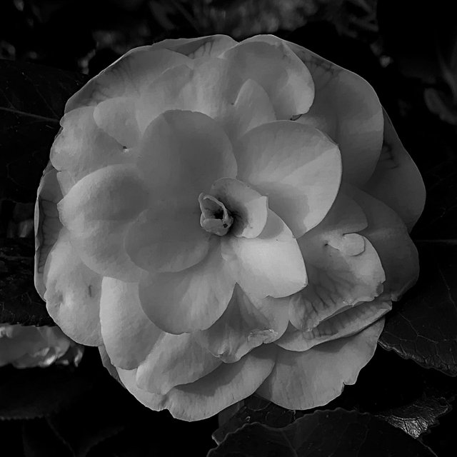 BW_flower.jpg