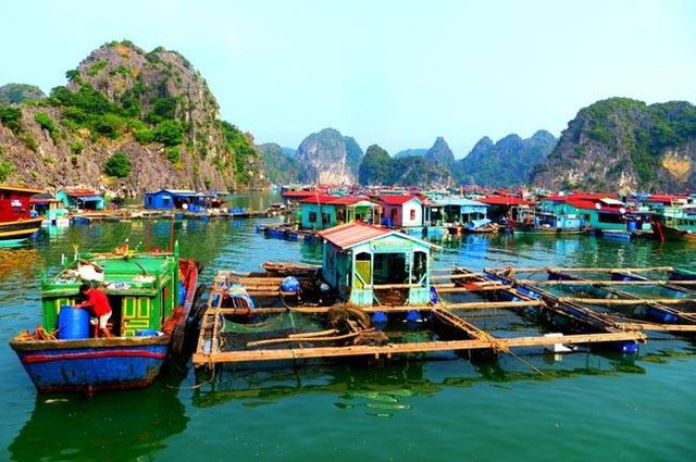 Cat Ba Bay.jpg