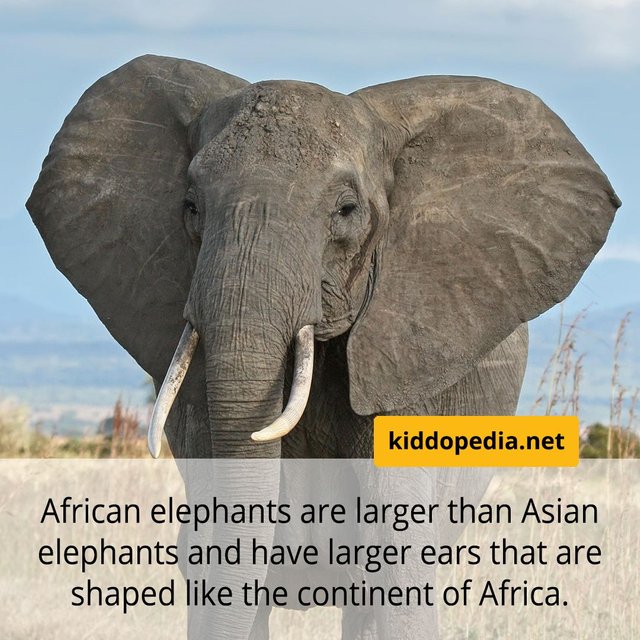 1 African Elephant.jpg