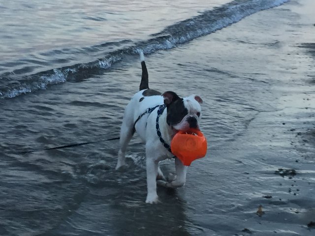 beach roscoe.JPG