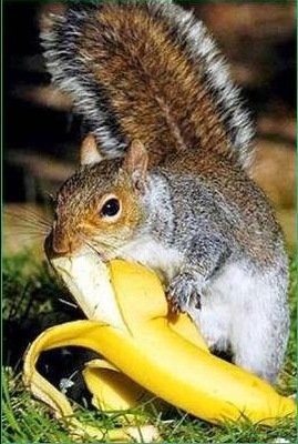 _150313-animalito-imagen-foto-animales-fauna-fotografias-imajenes.jpg