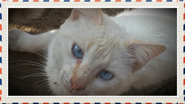 blue eys.jpg