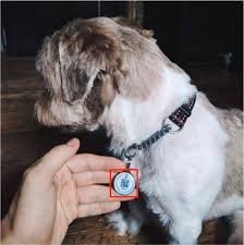 qr dog collar.jpeg