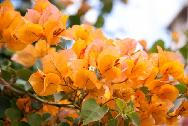 1280-93458758-orange-bougainvillea.jpg