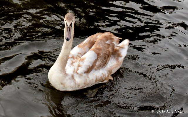 Cygnet, almost ready to leave home....Norfolk Broads.jpg