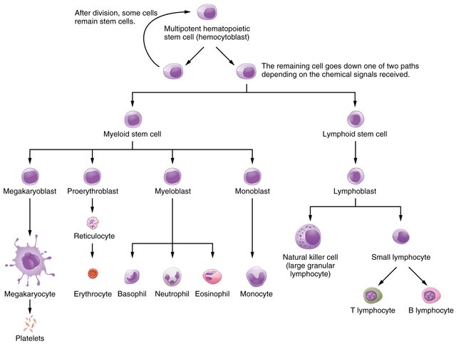 1902_Hemopoiesis.jpg