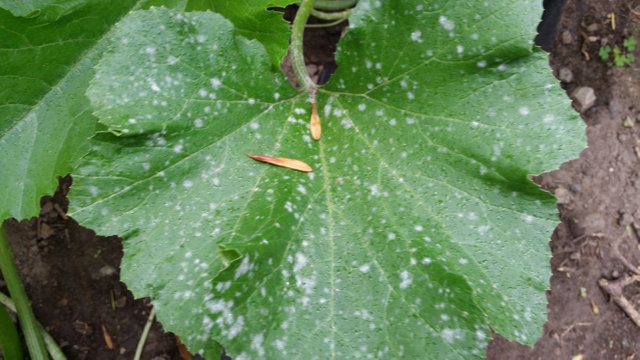 20170903_102103.jpg