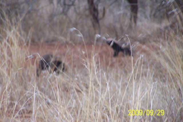 KNP Satara-Lower Sabi 2009 426.JPG