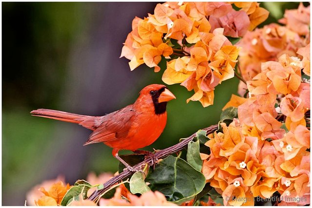 H01.Cardinal_in_Bougainvillea.jpg