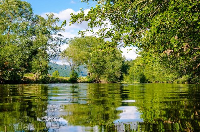 kinzig-shore-trees-mirroring-black-forest-158361.jpeg