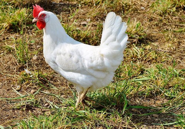 chicken-2692019__480.jpg