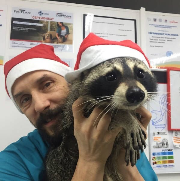 raccoon_08.jpg