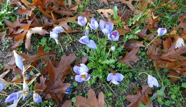 x crocus speciosa 4.jpg