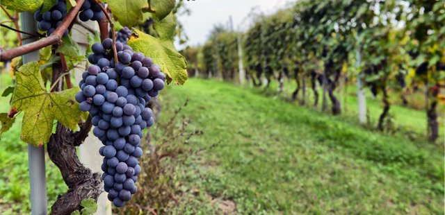 vineyard-grapes-home-slideshow.jpg