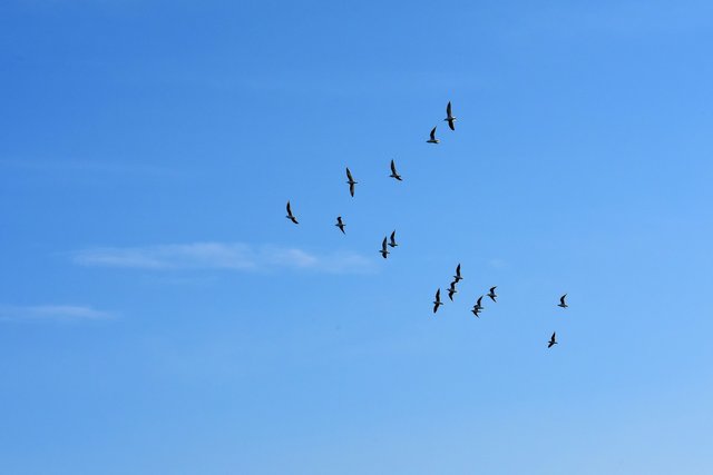 gulls-3135962_1920.jpg