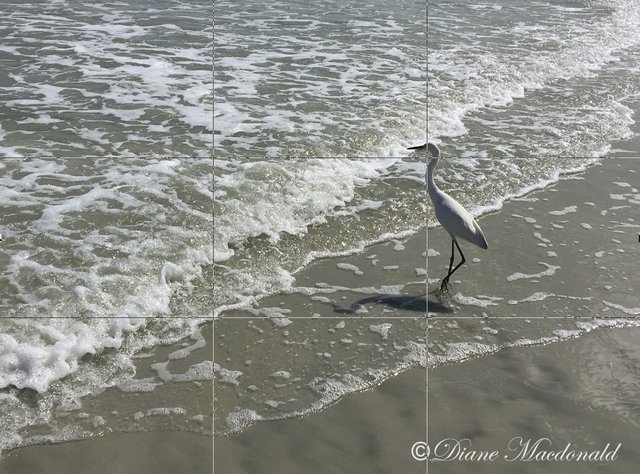 Egret Dayton Beach Grid-2.JPG