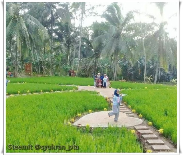 sawah indah 2.jpg