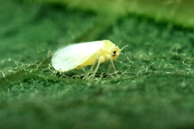 whitefly-2.jpg