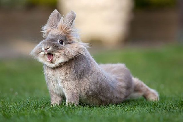 cutest-bunny-rabbits-23.jpg