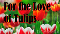 Thumb6-tulips.png