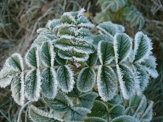 frost2.jpg