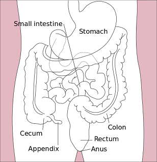 Stomach_colon_rectum_diagram-en.svg.png