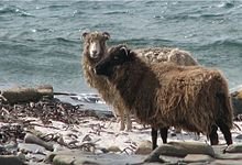 North_ron_sheep.jpg