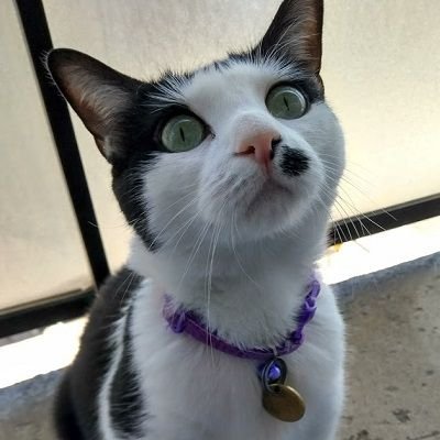 A tuxedo cat looking up with her eyes wide