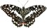 Swallowtail Butterfly 40H.jpg