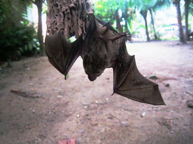 Bats And Baby An Awesome Mammals Kelelawar Beserta Bayinya Mamalia Yang Luar Biasa Steemit