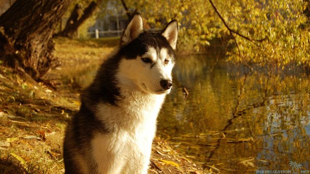 4668720-husky-dog-wallpapers.jpg