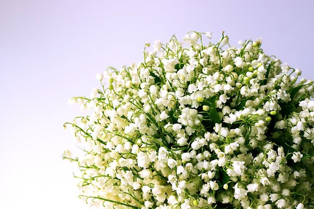 lily-of-the-valley-1693516_960_720.jpg