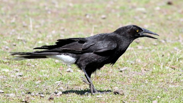 Aves Passeriformes Artamidae Strepera versicolor n1 Grey currawong Narawntapu 2017-11-01.jpg